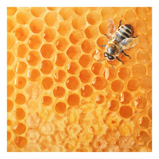 Spatscherm keuken Honey Bee