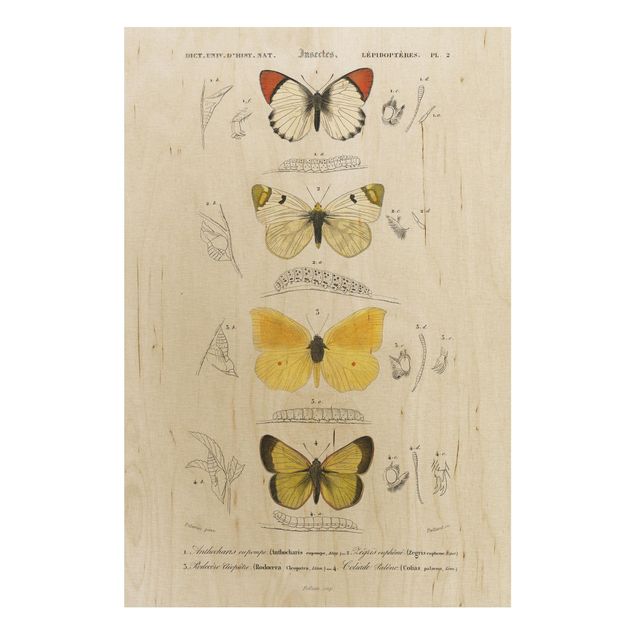 Houten schilderijen Vintage Board Butterflies II