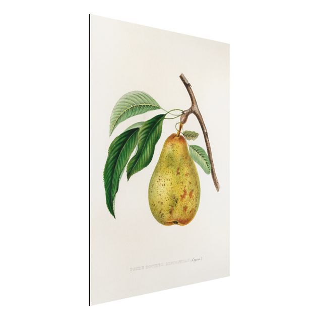 Aluminium Dibond schilderijen Botany Vintage Illustration Yellow Pear