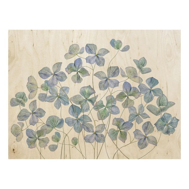 Houten schilderijen Blue Hydrangea Flowers