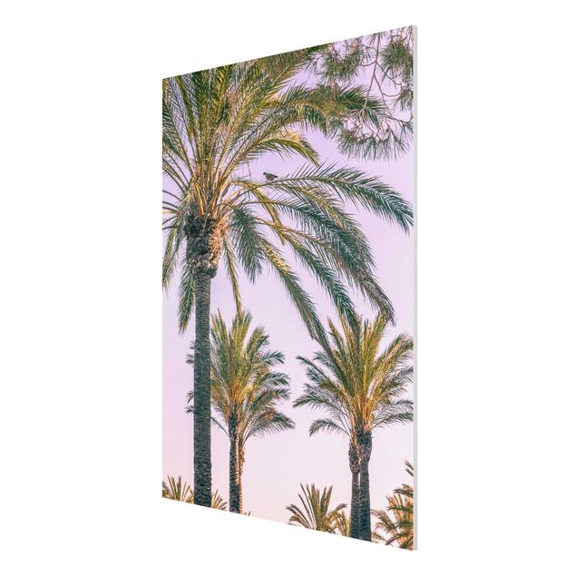 Forex schilderijen Palm Trees At Sunset