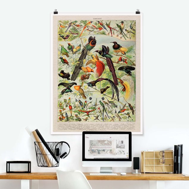 Posters Vintage Board Birds Of Paradise