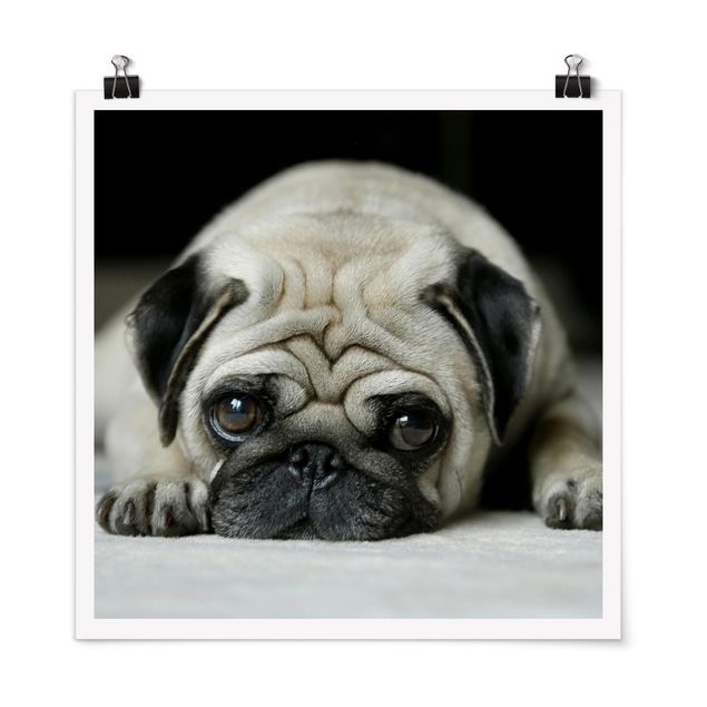 Posters Pug Loves You