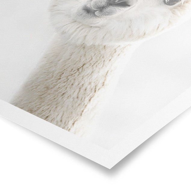 Posters Alpaca Portrait