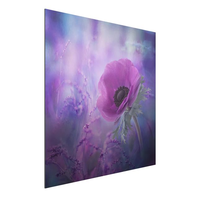 Aluminium Dibond schilderijen Anemone In Violet