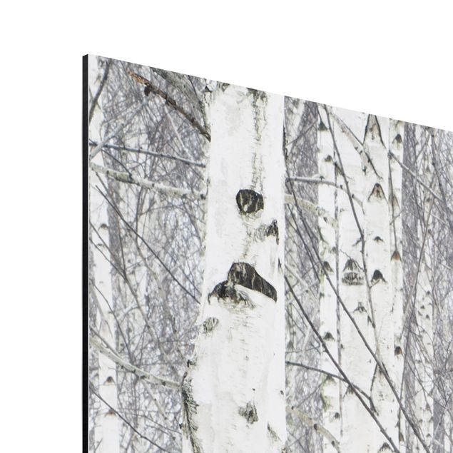 Aluminium Dibond schilderijen Birch Trees In Autumn