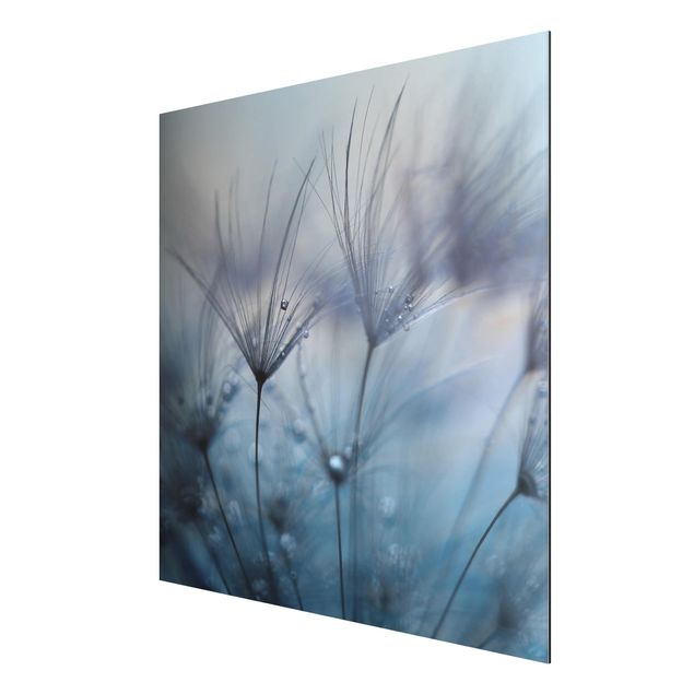 Aluminium Dibond schilderijen Blue Feathers In The Rain