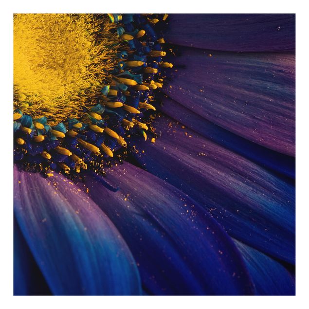 Aluminium Dibond schilderijen Blue Gerbera Flower