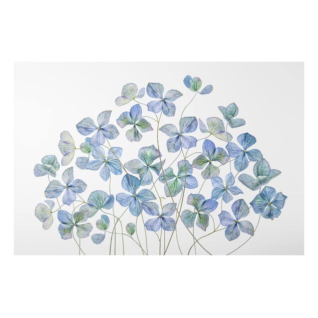 Aluminium Dibond schilderijen Blue Hydrangea Flowers