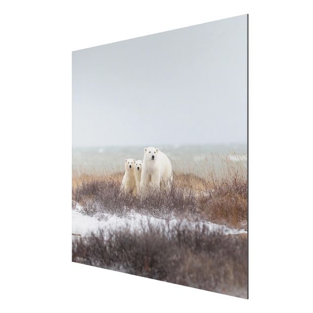 Aluminium Dibond schilderijen Polar Bear And Her Cubs