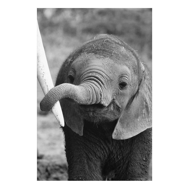 Aluminium Dibond schilderijen Baby Elephant