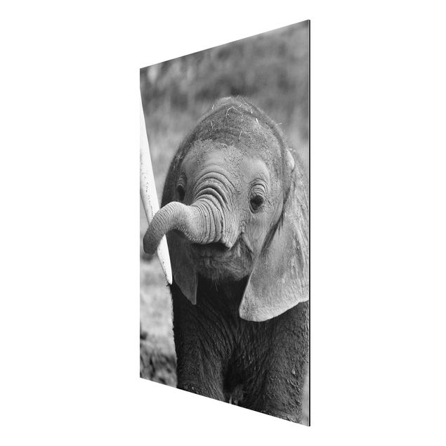 Aluminium Dibond schilderijen Baby Elephant