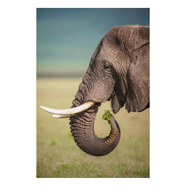Aluminium Dibond schilderijen Feeding Elephants In Africa