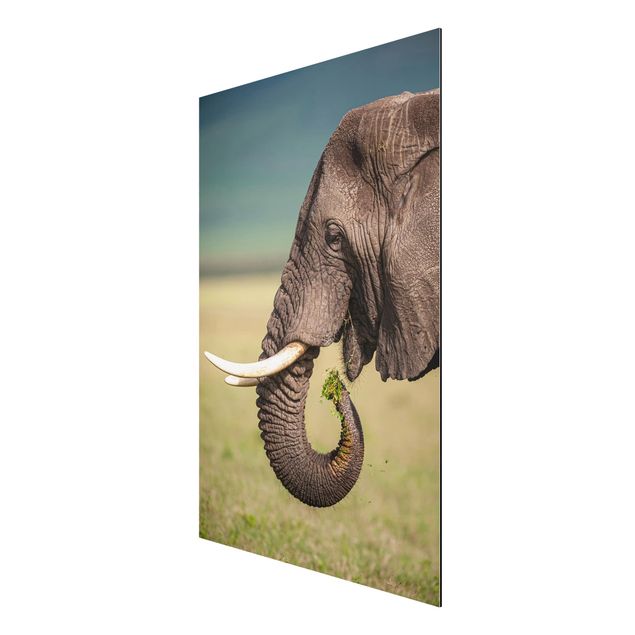 Aluminium Dibond schilderijen Feeding Elephants In Africa