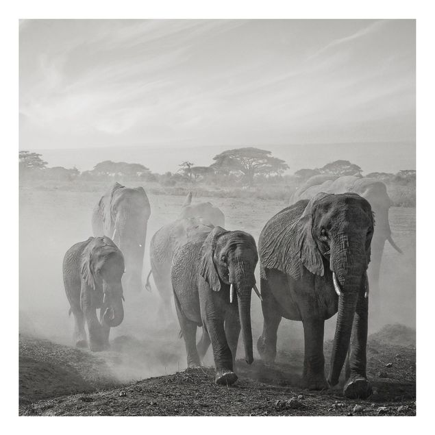 Aluminium Dibond schilderijen Herd Of Elephants