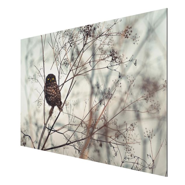 Aluminium Dibond schilderijen Owl In The Winter