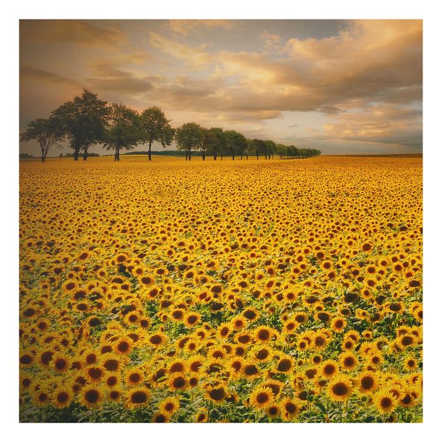 Aluminium Dibond schilderijen Field With Sunflowers