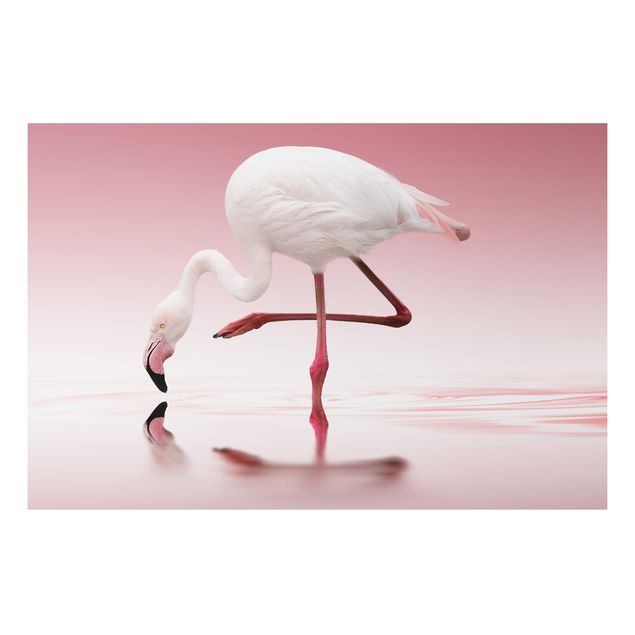 Aluminium Dibond schilderijen Flamingo Dance