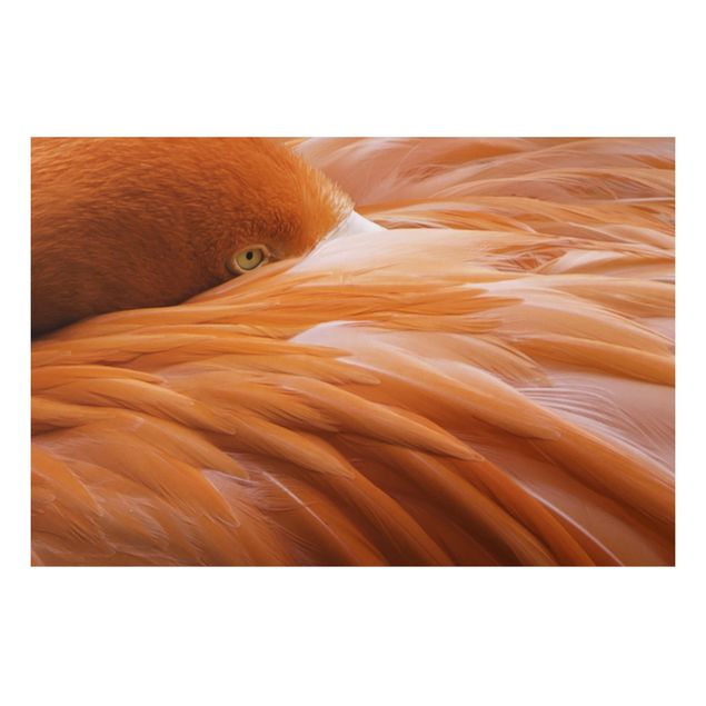 Aluminium Dibond schilderijen Flamingo Feathers