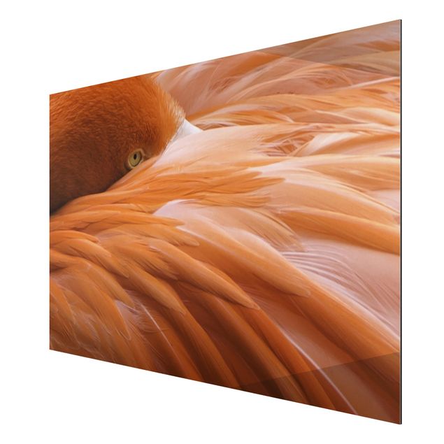 Aluminium Dibond schilderijen Flamingo Feathers