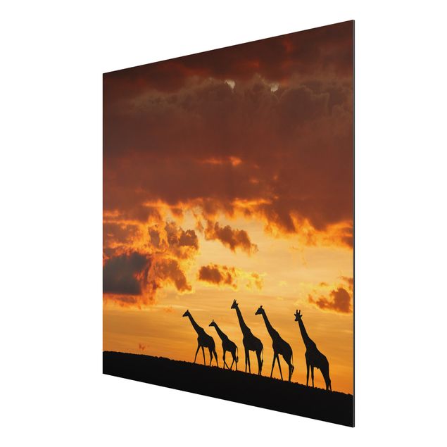 Aluminium Dibond schilderijen Five Giraffes