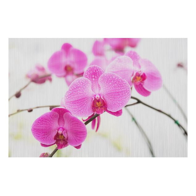 Aluminium Dibond schilderijen Close-Up Orchid
