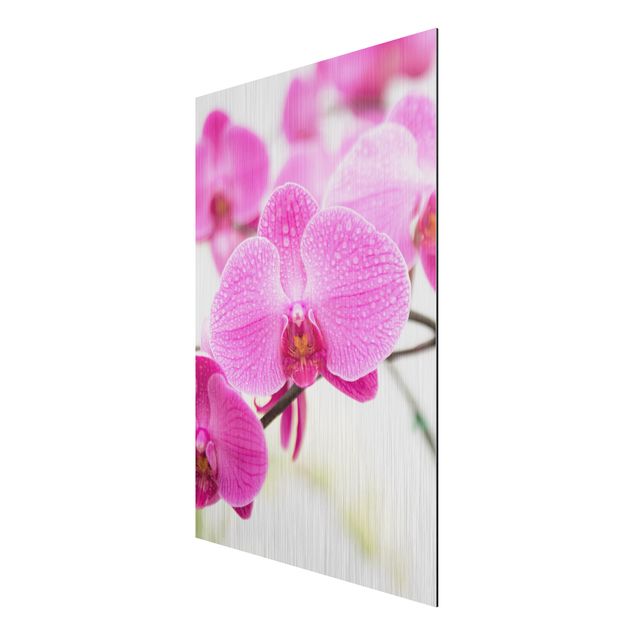 Aluminium Dibond schilderijen Close-Up Orchid