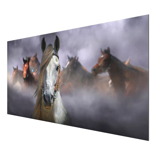 Aluminium Dibond schilderijen Horses in the Dust