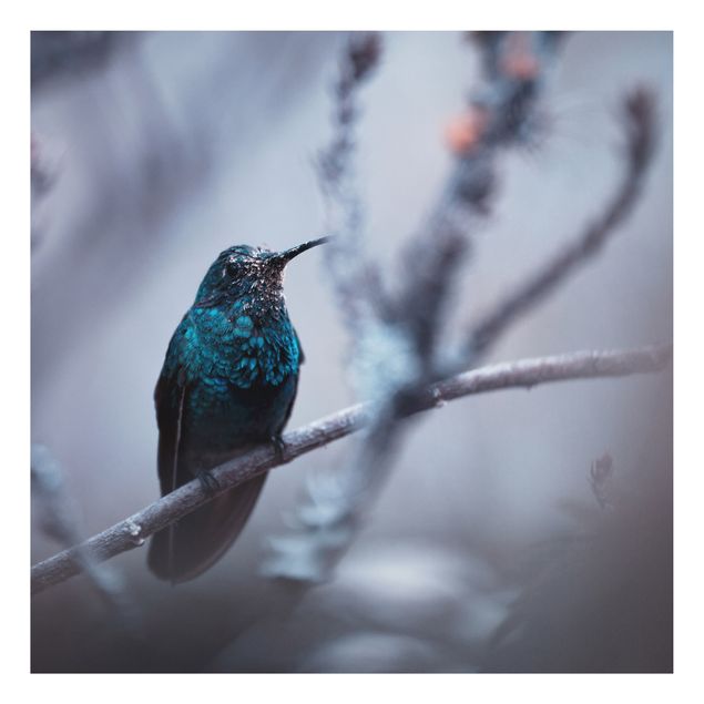 Aluminium Dibond schilderijen Hummingbird In Winter