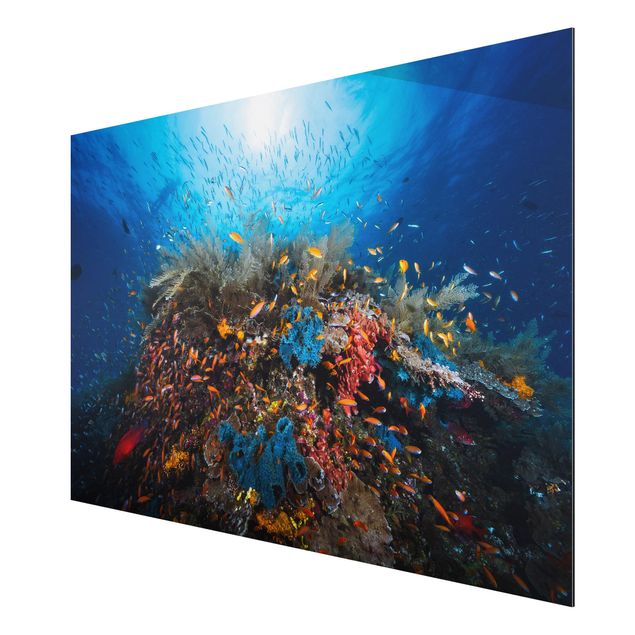 Aluminium Dibond schilderijen Lagoon Underwater