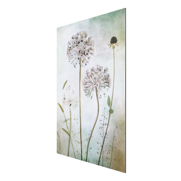 Aluminium Dibond schilderijen Allium flowers in pastel