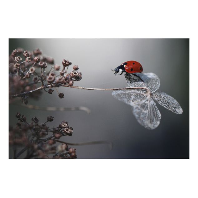 Aluminium Dibond schilderijen Ladybird On Hydrangea