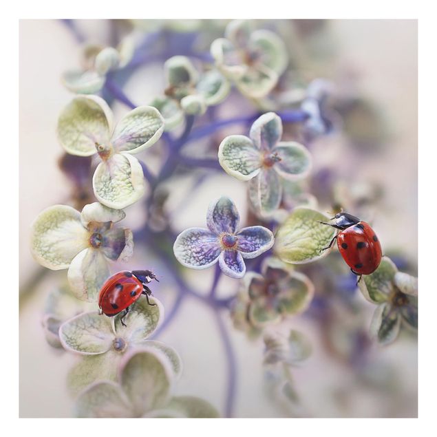 Aluminium Dibond schilderijen Ladybird In The Garden