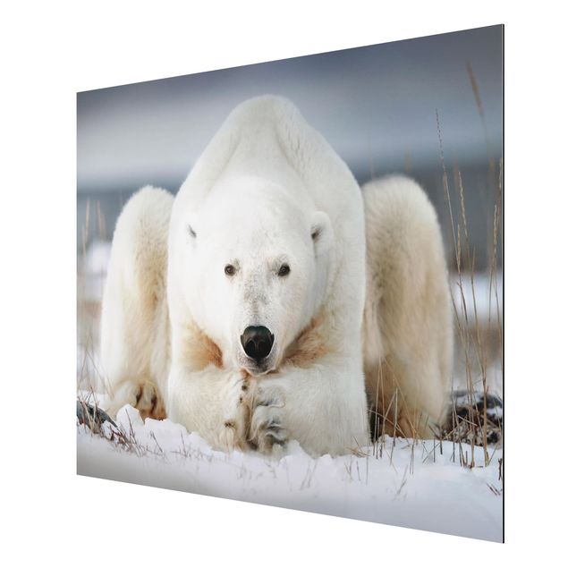 Aluminium Dibond schilderijen Contemplative Polar Bear