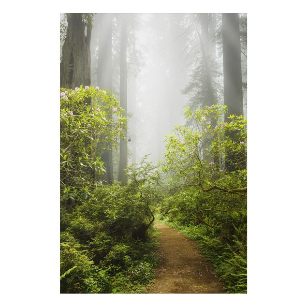 Aluminium Dibond schilderijen Misty Forest Path