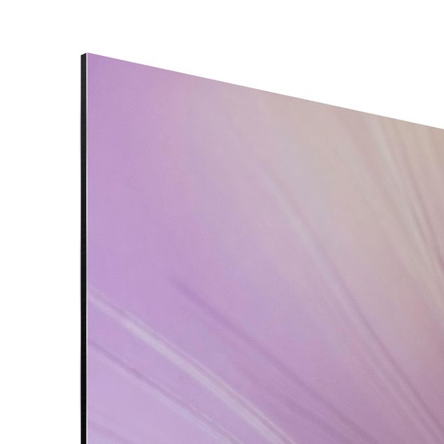 Aluminium Dibond schilderijen Dandelion In Violet