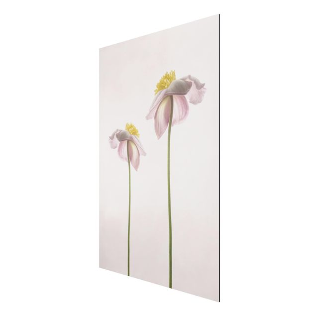 Aluminium Dibond schilderijen Pink Anemone Blossoms