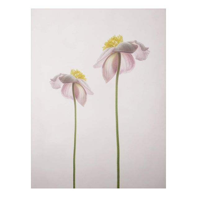 Aluminium Dibond schilderijen Pink Anemone Blossoms