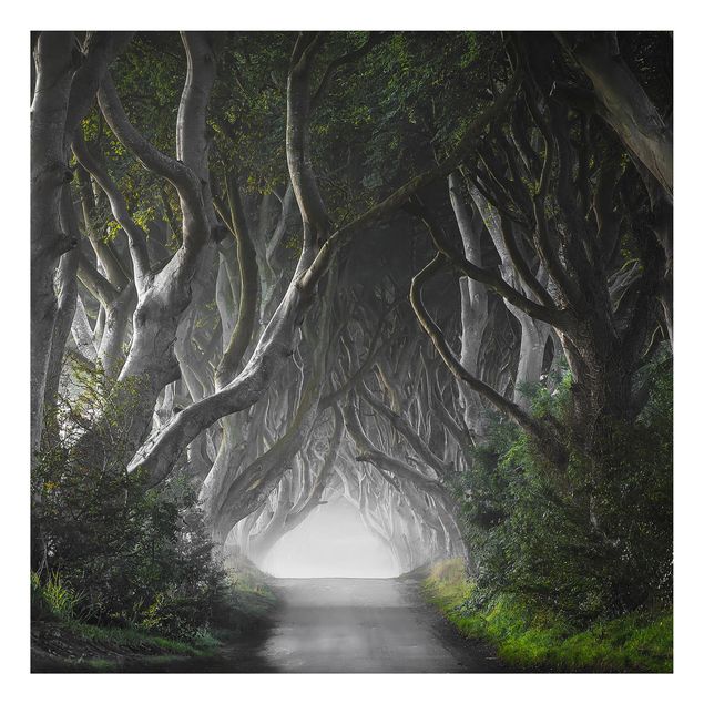 Aluminium Dibond schilderijen Forest In Northern Ireland