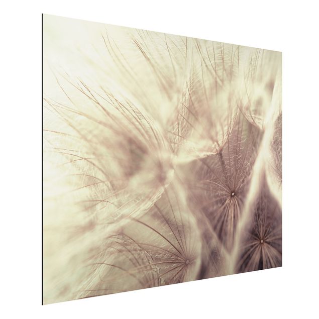 Aluminium Dibond schilderijen Detailed Dandelion Macro Shot With Vintage Blur Effect