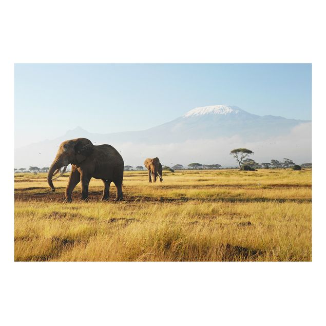 Aluminium Dibond schilderijen Elephants In Front Of The Kilimanjaro In Kenya