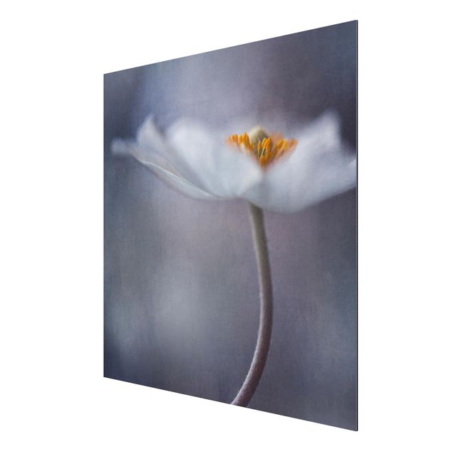 Aluminium Dibond schilderijen White Windflower