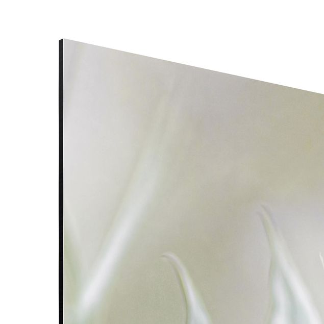 Aluminium Dibond schilderijen White Nigella