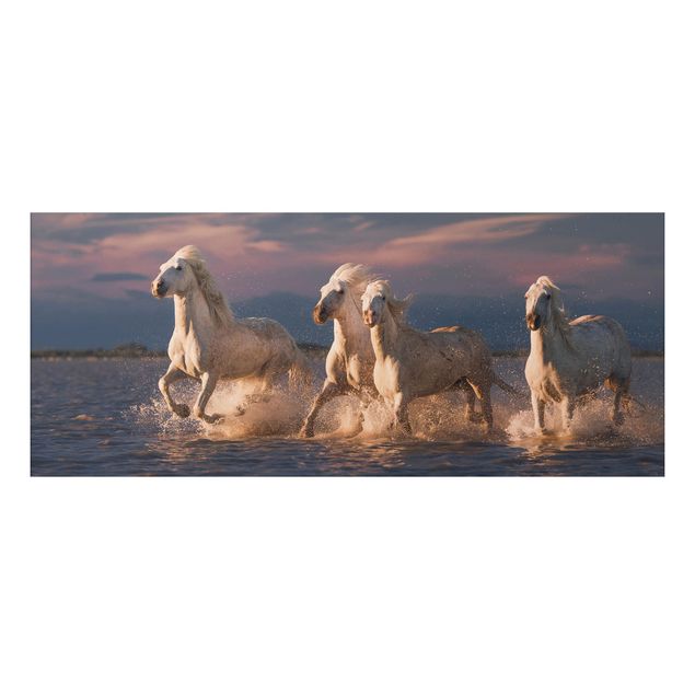Aluminium Dibond schilderijen Wild Horses In Kamargue