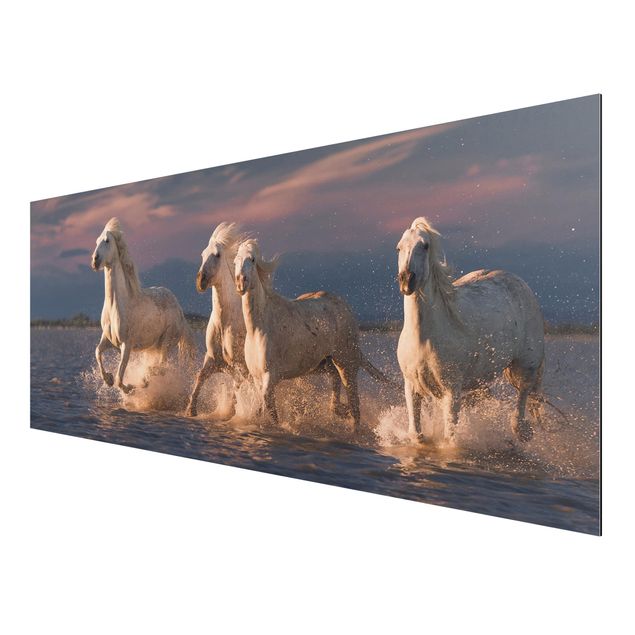 Aluminium Dibond schilderijen Wild Horses In Kamargue