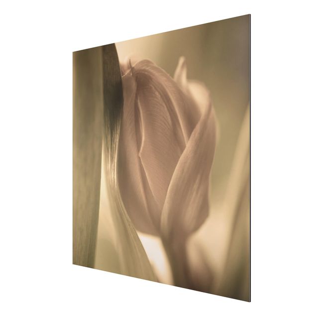 Aluminium Dibond schilderijen Delicate Tulip