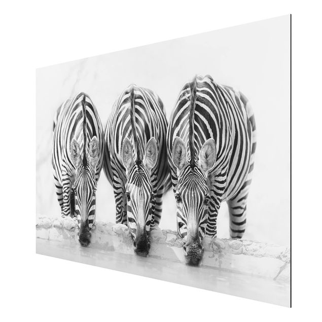 Aluminium Dibond schilderijen Zebra Trio In Black And White