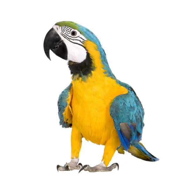 Raamstickers Macaw