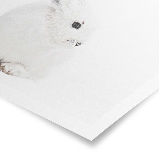 Posters Arctic Hare