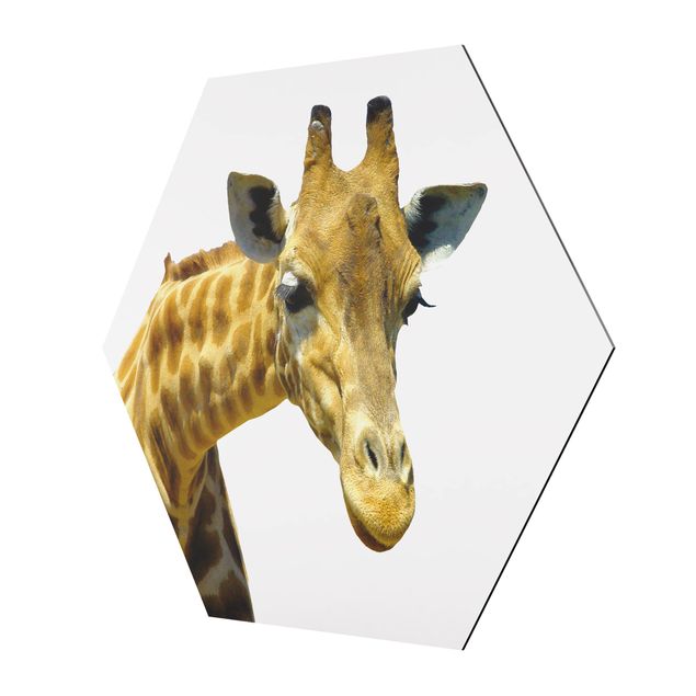 Hexagons Aluminium Dibond schilderijen No.21 Prying Giraffe